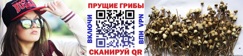 Галлюциногенные грибы мухоморы  Суздаль 